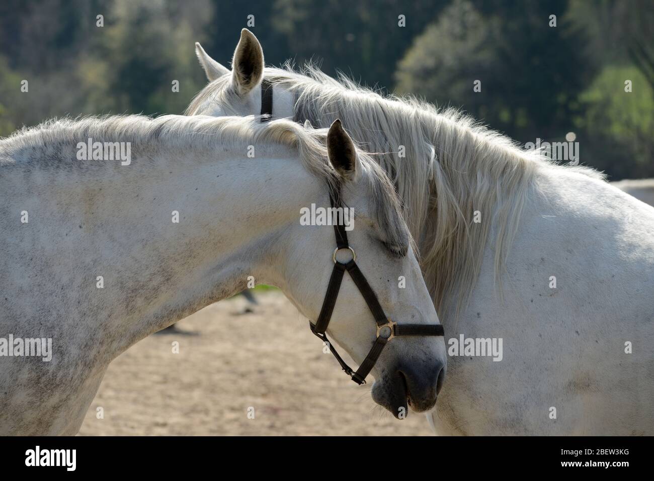 LIPIZZANER FOHLEN . LIPIZZAN FOAL LIPIZZANER FOHLEN . LIPIZZAN FOAL Foto Stock