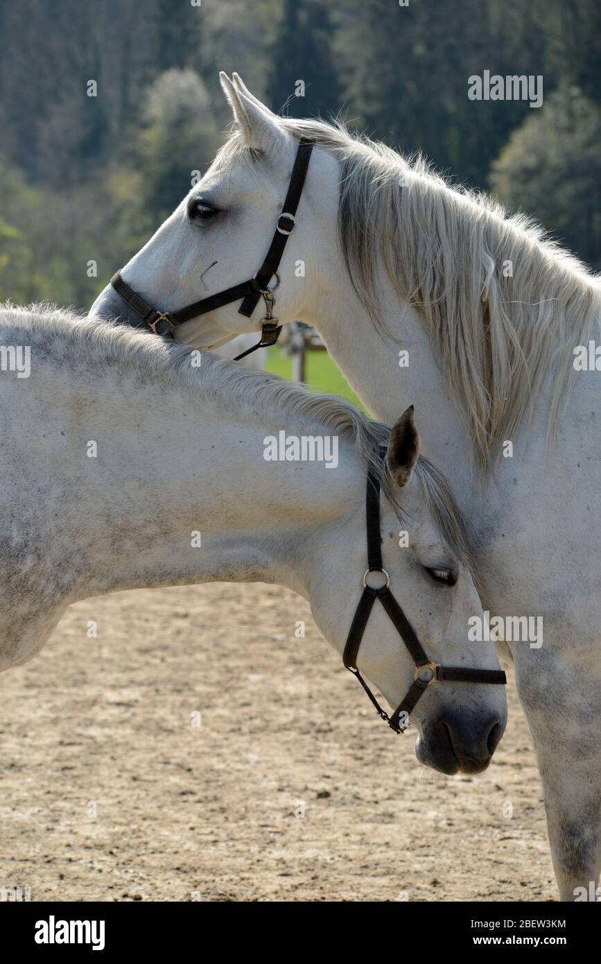 LIPIZZANS . LIPIZZANER Foto Stock