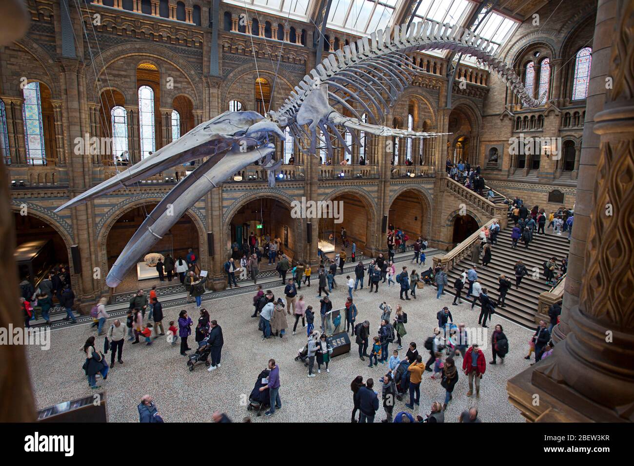 Museo di Storia naturale di South Kensington, Londra Foto Stock