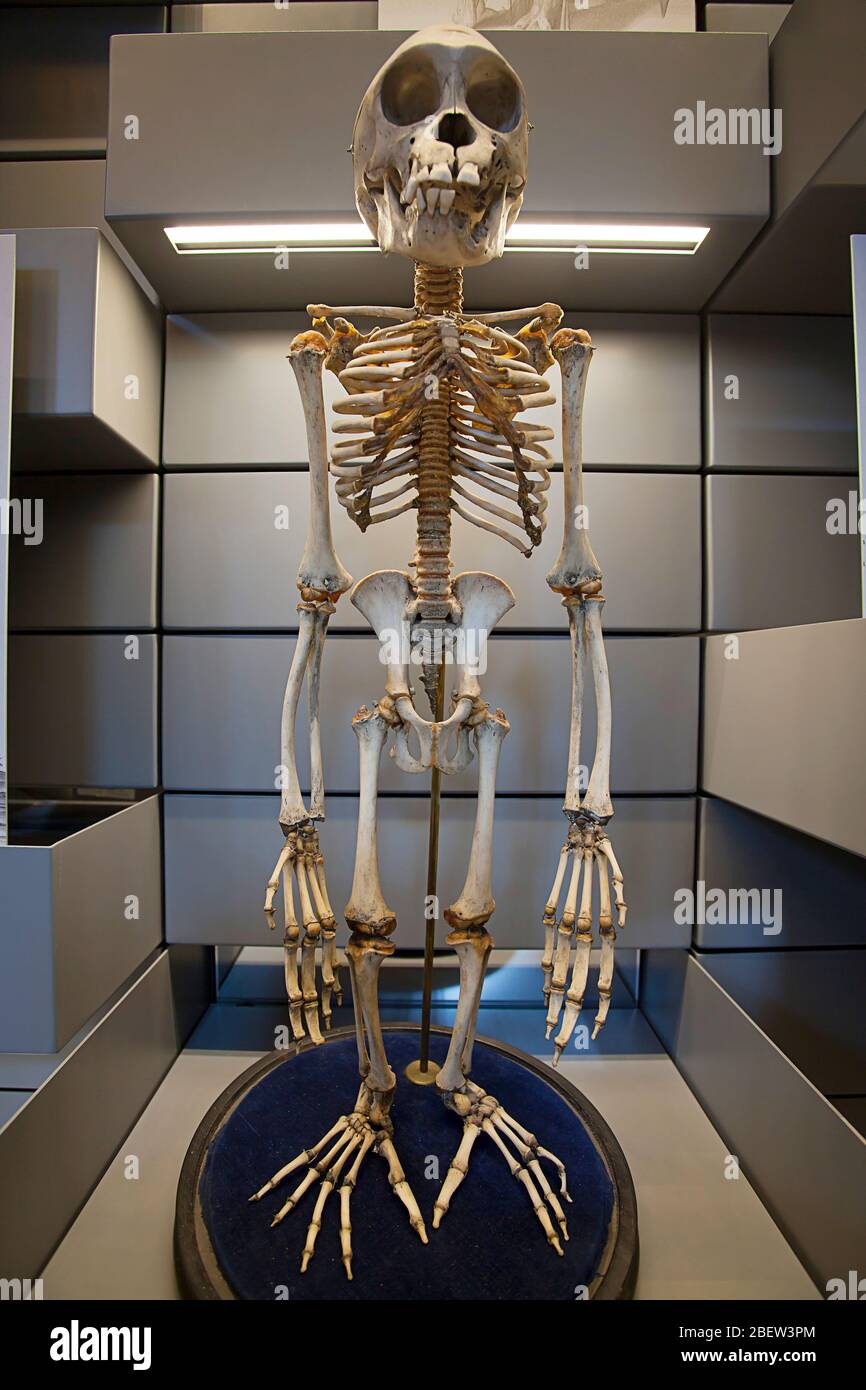 Scheletro di scimpanzé, Museo di Storia Naturale, South Kensington, Londra Foto Stock