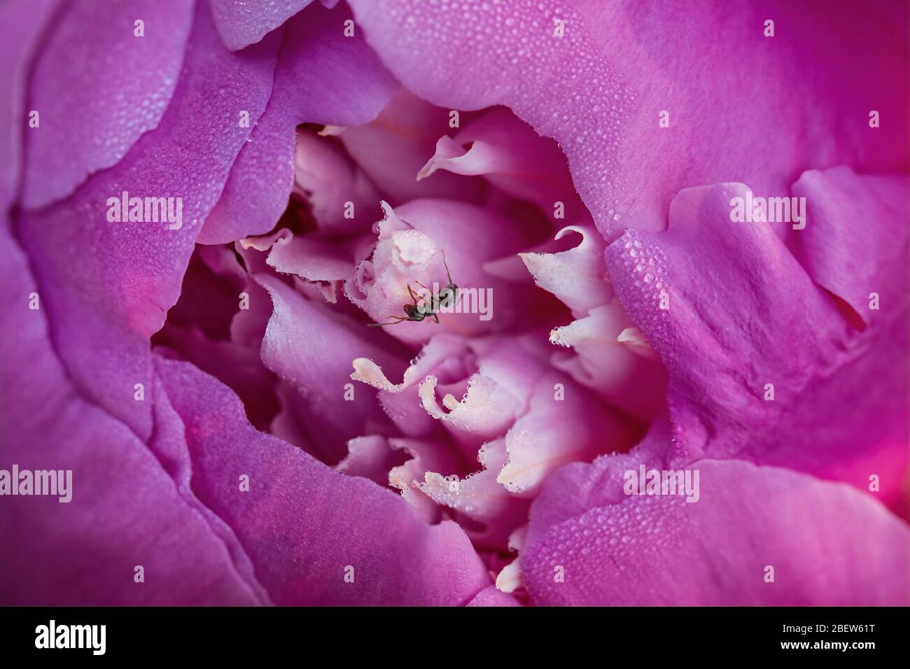 Immagine macro di un fiore di Peonia con una formica sui petali. Foto Stock