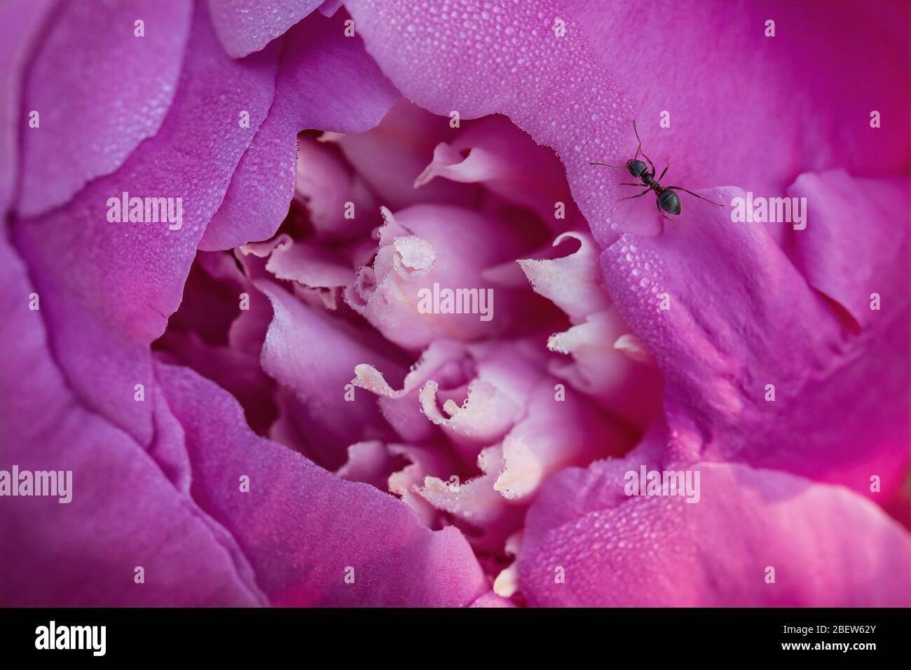 Immagine macro di un fiore di Peonia con una formica sui petali. Foto Stock