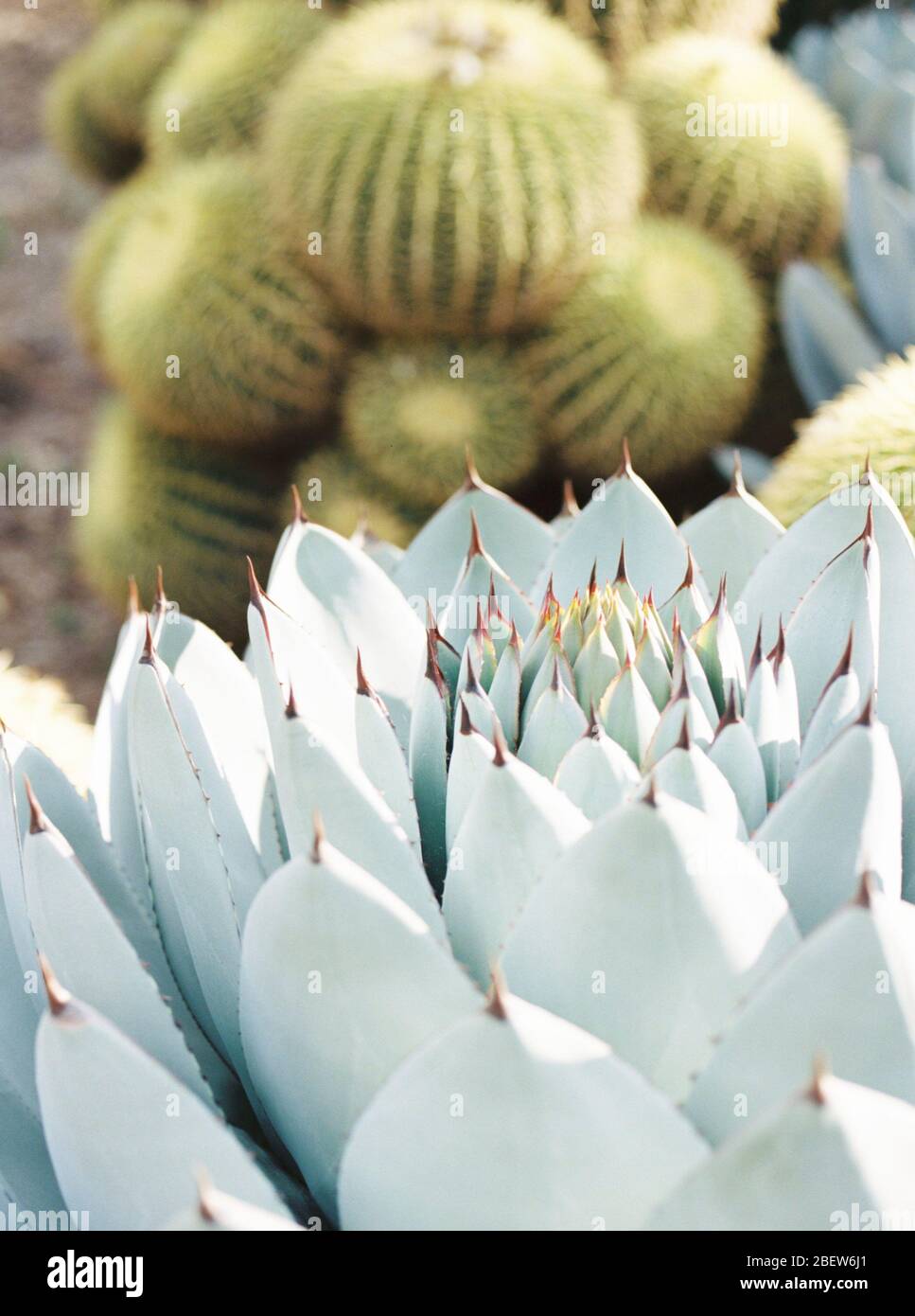 Blue Cactus alla Huntington Library and Garden di San Marino, California Foto Stock