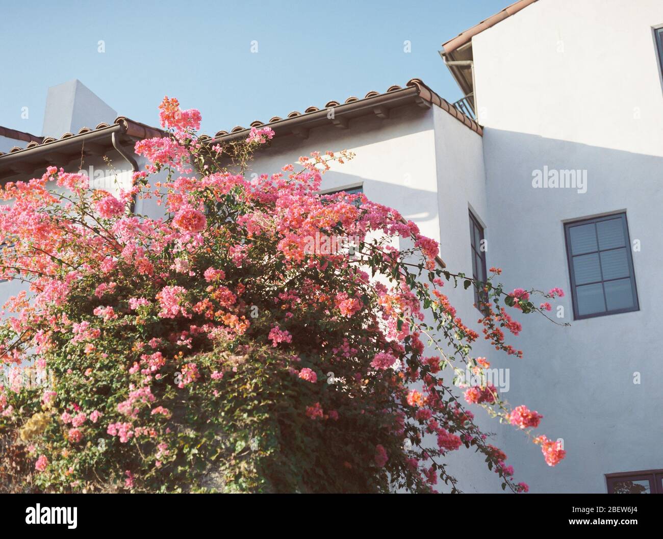 Bougainvillea cresce contro bianco edificio di stile spagnolo a pasadena Foto Stock