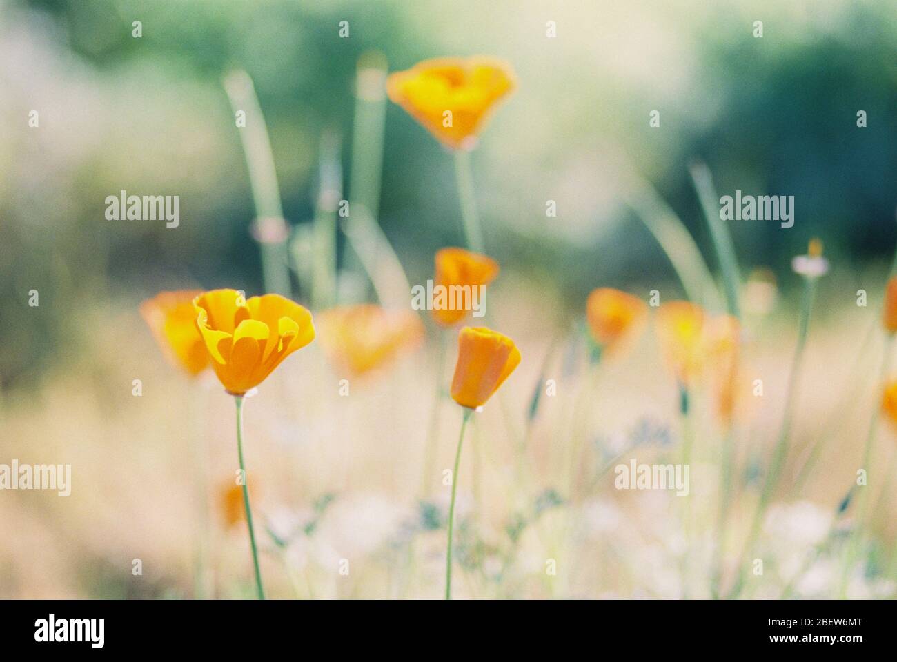 Orange California papaveri Wildflowers fiorire in primavera in campo Foto Stock