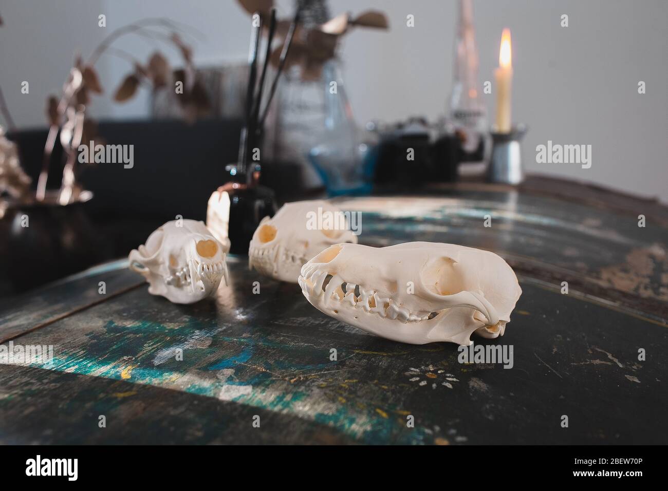 Marten teschi in interni vintage Foto Stock