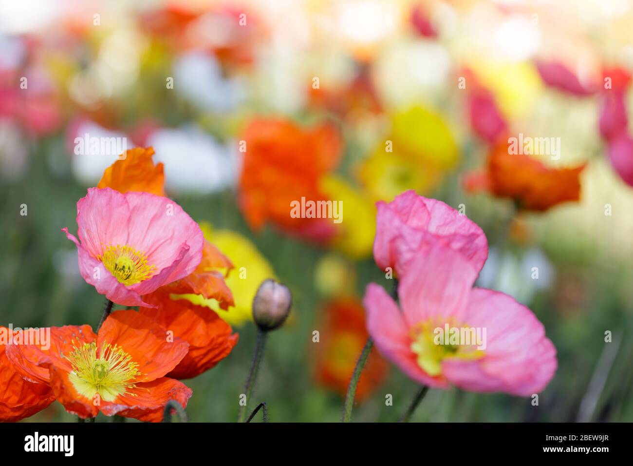 Islanda Poppies in fiore Foto Stock
