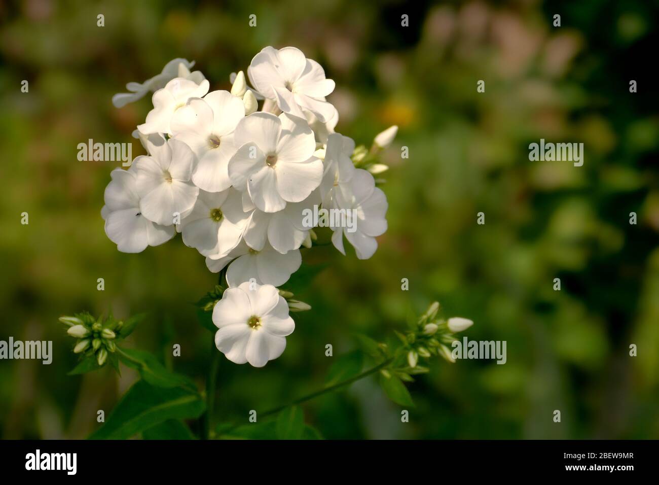 White Phlox - Phlox paniculata - Flameflower è un classico giardino agricolo perenne Foto Stock