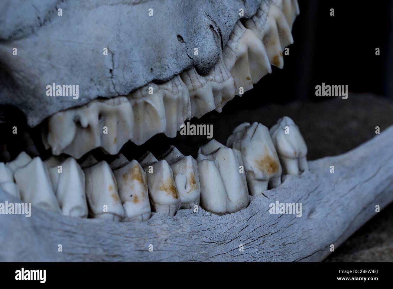 Ossa e denti animali vicino mascella di cervo. Denti grandi dal cranio di un erbivoro. Struttura delle ossa e dei denti. Foto Stock