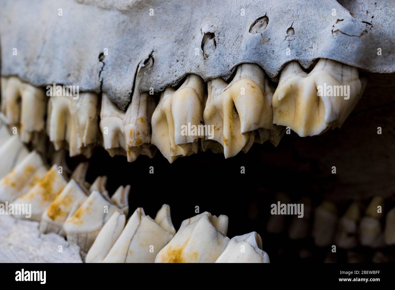 Ossa dei denti dell'Elk chiudono il cranio di un animale grande dopo la caccia. Primo piano di cranio di cervo morto con denti grandi. Resti scheletro erbivoro. Foto Stock