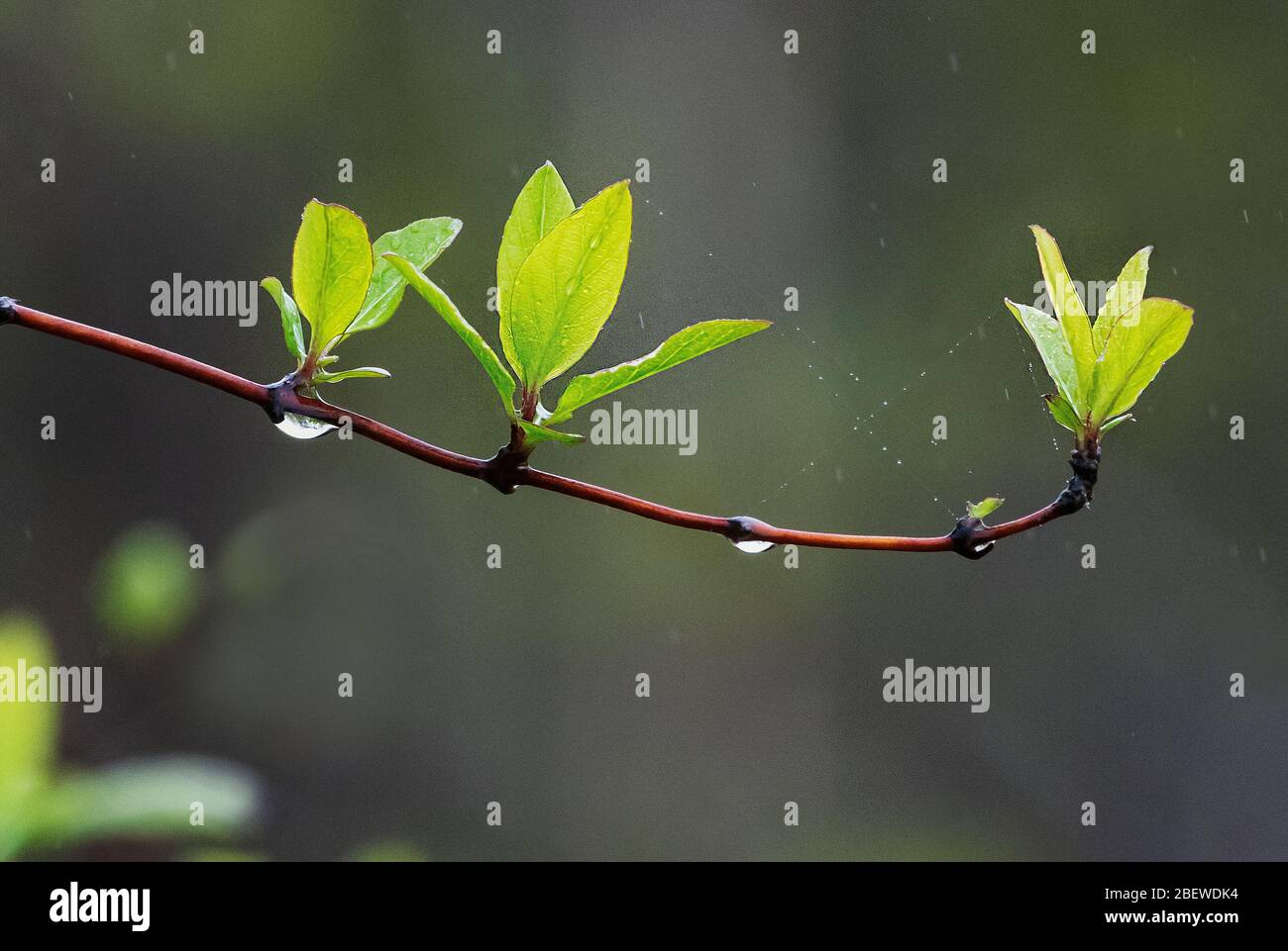 Foglie verdi appena germogliate dopo la pioggia all'inizio della primavera Foto Stock