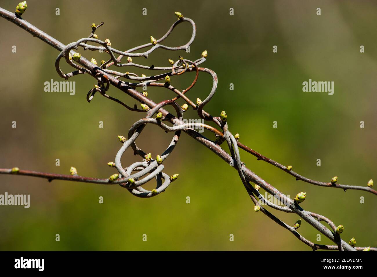 Germogliando gemme di foglia su vite ritorta in primavera Foto Stock