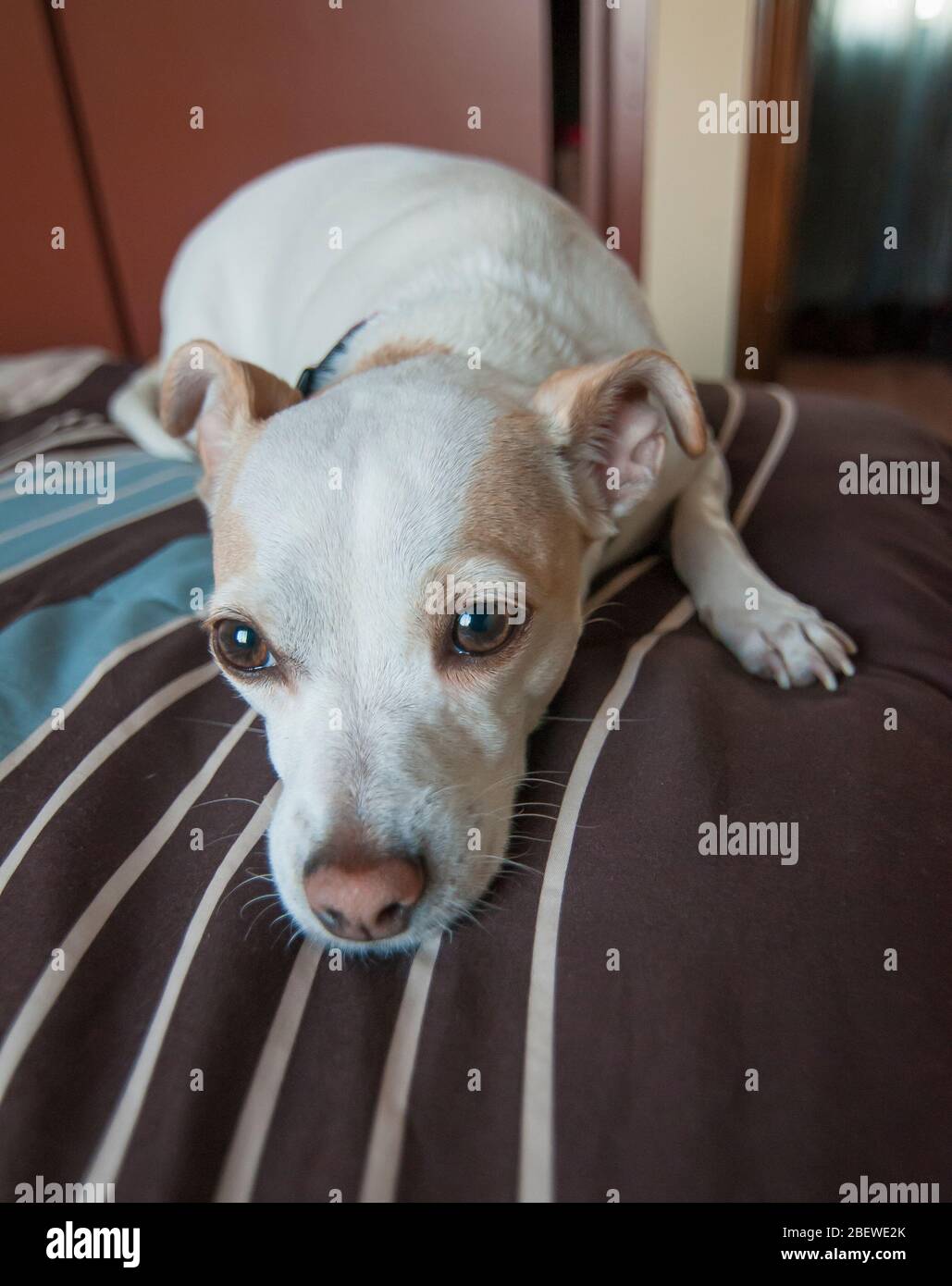 Piccolo cane bianco, Jack Russell, che si posa su un letto in una stanza all'interno della casa, animali domestici in casa concetto. Foto Stock