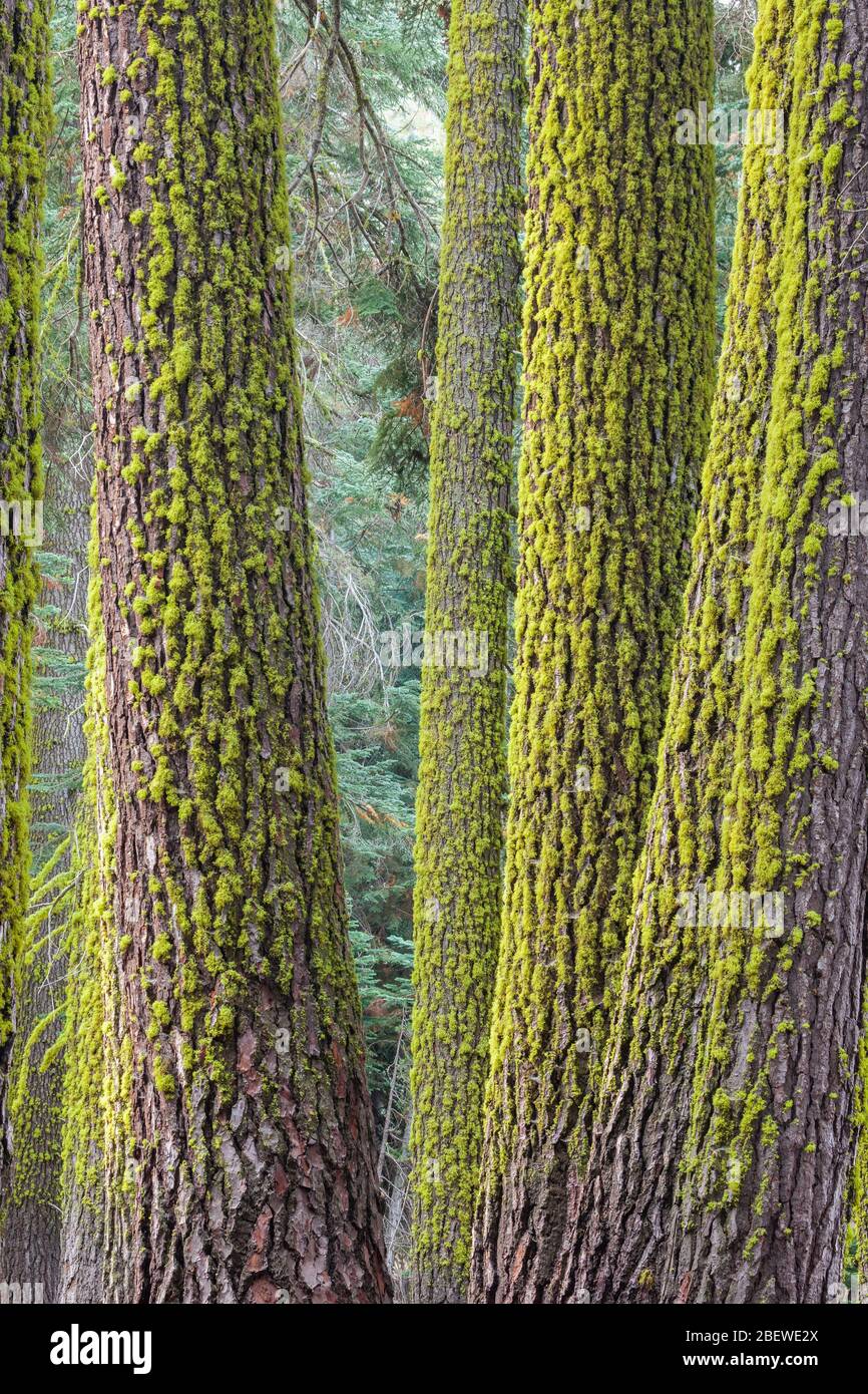 Letharia vulpina (lichen lupo) su tronchi di alberi, Yosemite National Park, California Foto Stock