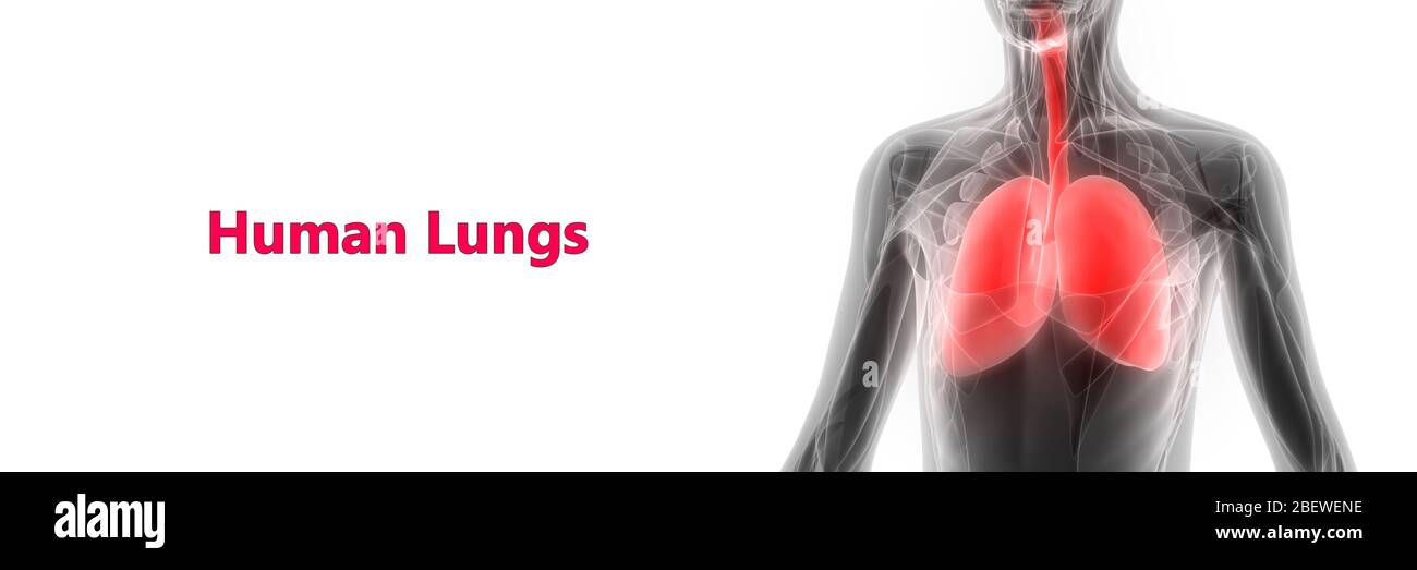 Umano Sistema respiratorio polmoni anatomia Foto Stock