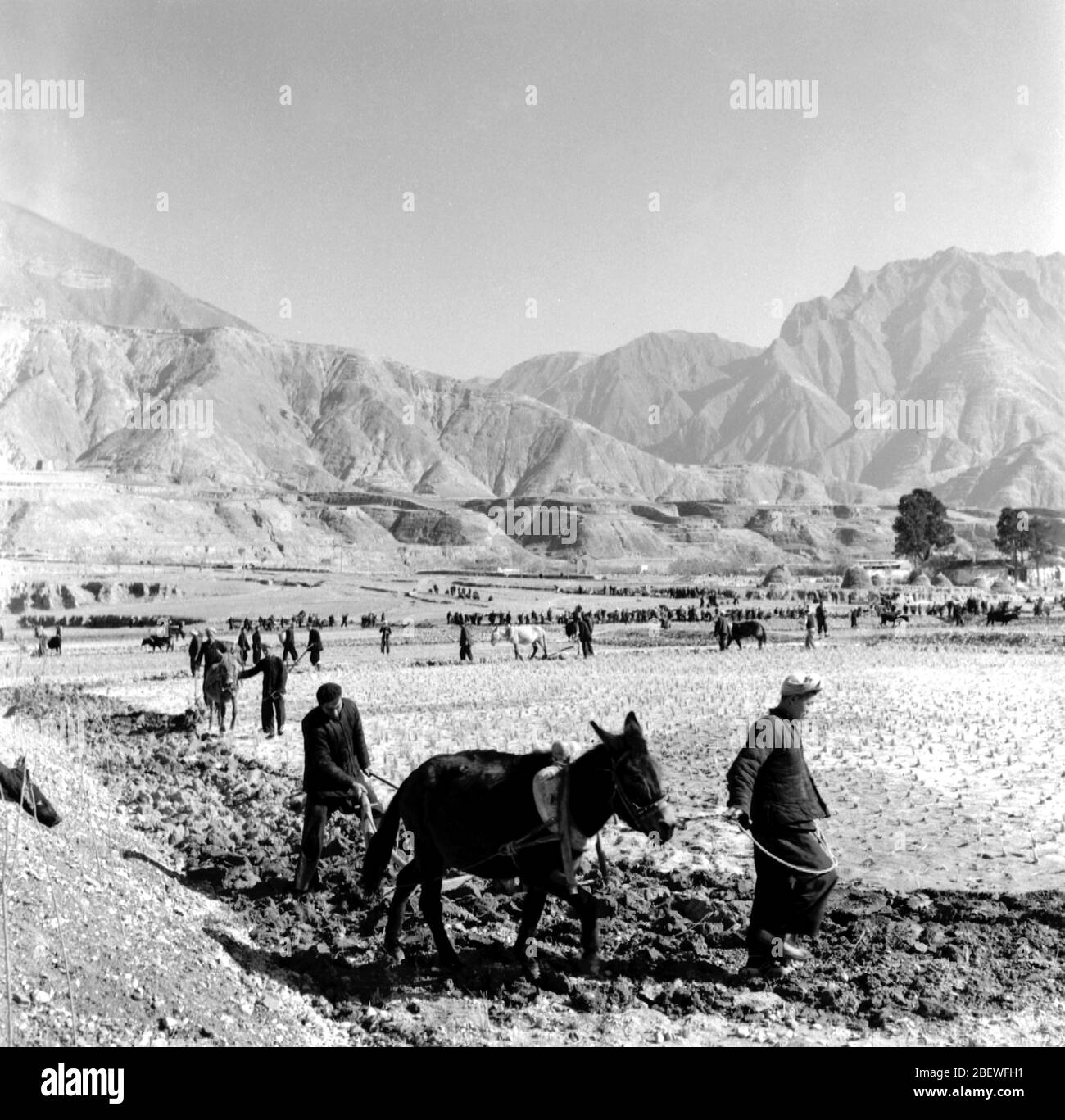 Nel novembre 1957 la Xishui Agricultural Co Ltd nella provincia di Wudu County Gansu ha arato il terreno per produrre terreno Foto Stock