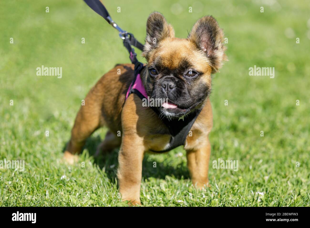 Cucciolo di Bulldog francese a pelo lungo Foto Stock