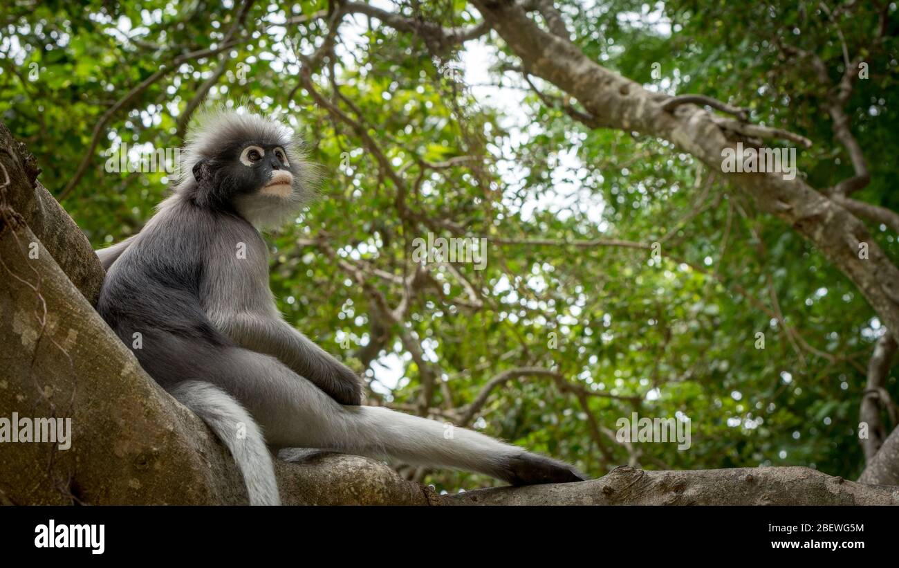 Scimmia crepuscolo seduto tra gli alberi con coda appesa a Lommuak, Thailandia Foto Stock