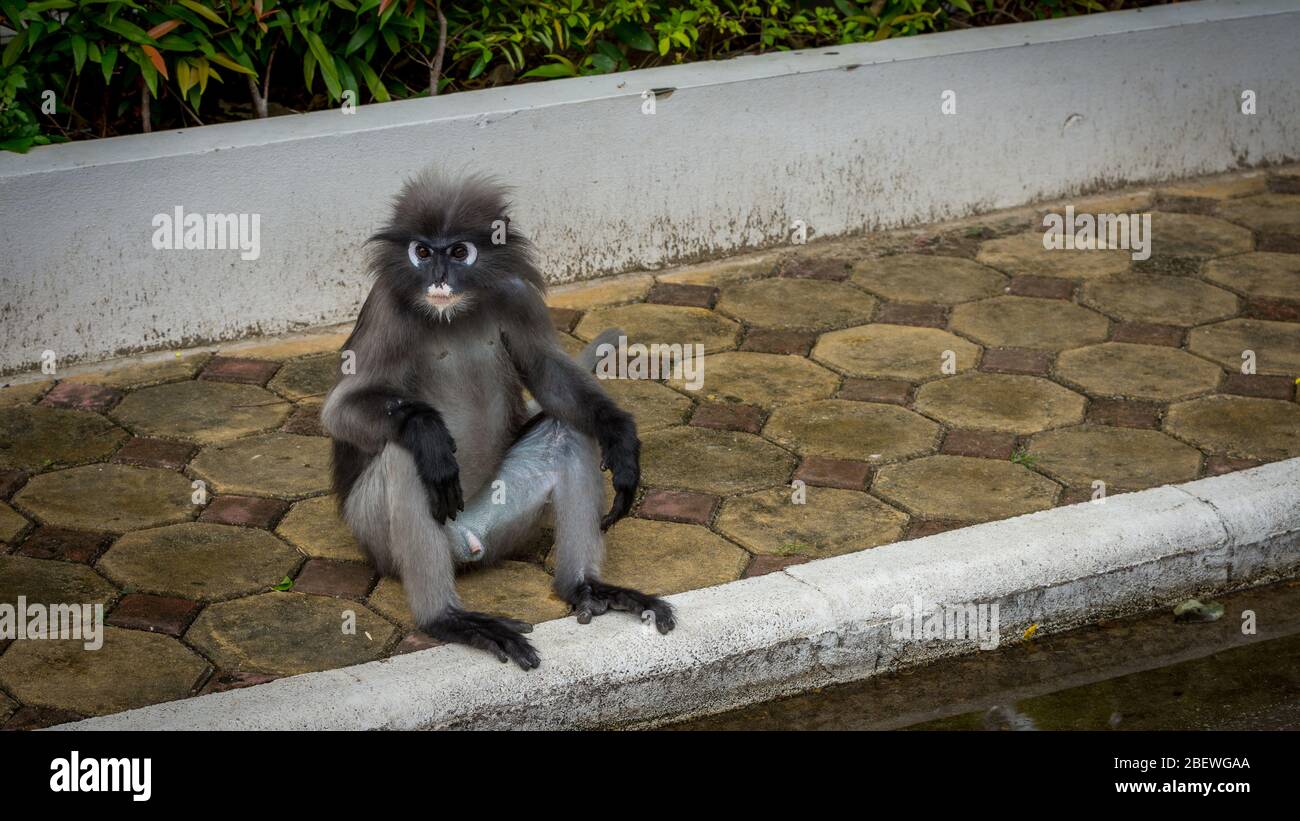 Scimmia scottante seduta sul marciapiede di fronte a un muro a Lommuak, Thailandia Foto Stock