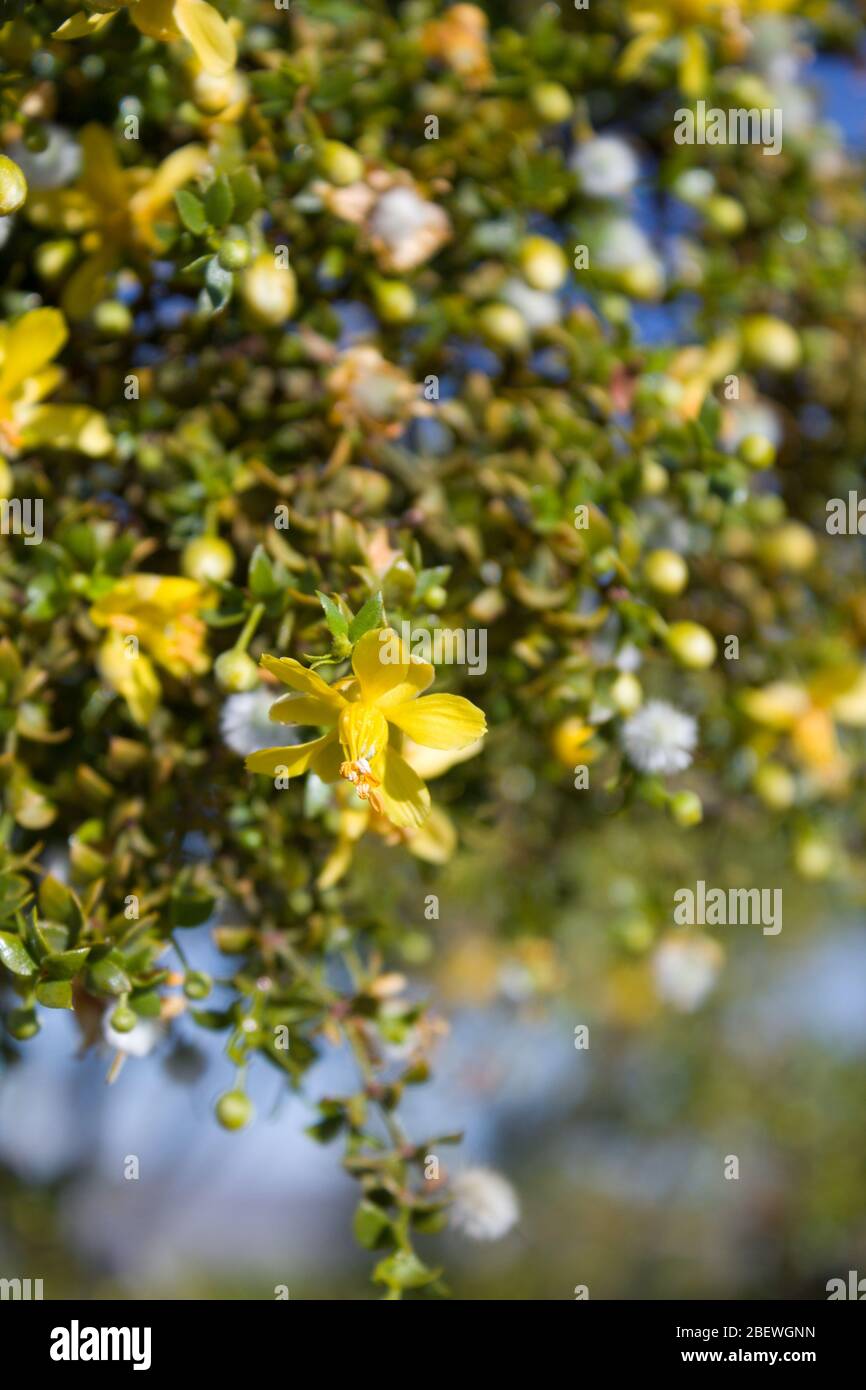 Creosoto Bush, Larrea Tridentata, contendente di zelo per paragon di piante autoctone del deserto del Mojave meridionale, fiorisce nelle frange delle palme di Twentynine. Foto Stock