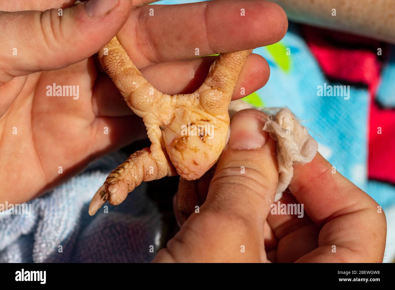 Persona che tiene il piede del pollo infettato con Bumblefoot Foto Stock