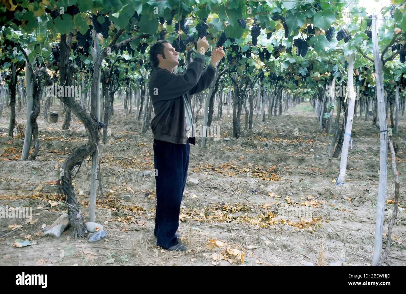 Uomo controlla le viti in vigna, Mendoza, Argentina Foto Stock
