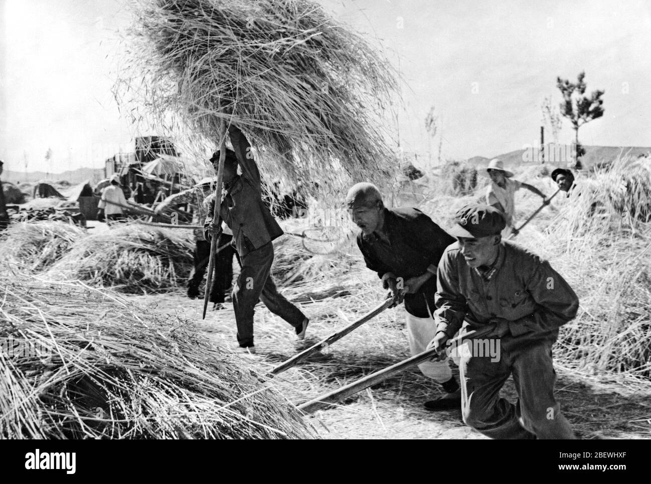 Nel maggio 1957 i comandanti PLA hanno sostenuto con forza la raccolta autunnale del grano nella Provincia di Yanshi County Henan Foto Stock