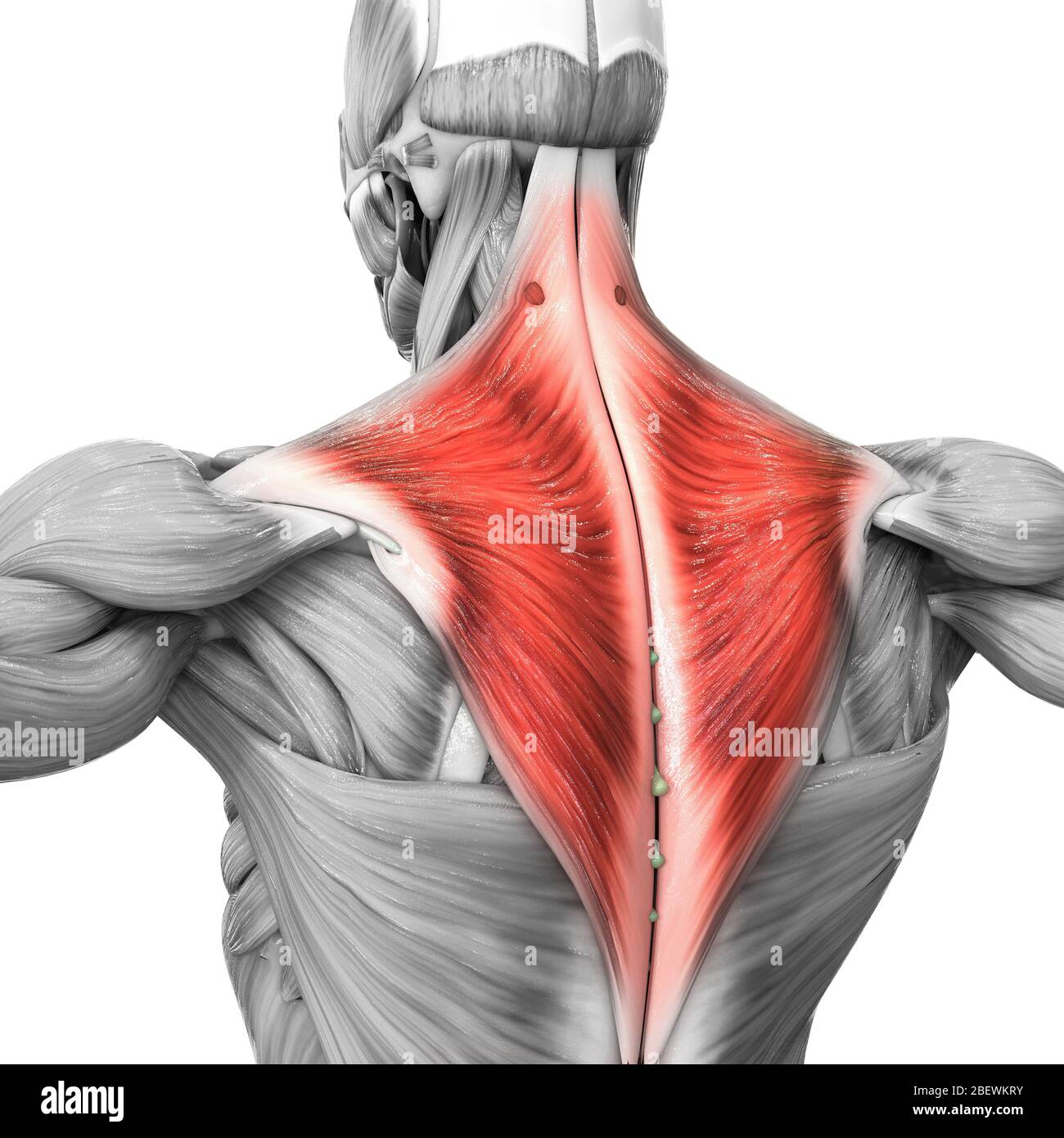 Parti del sistema muscolare umano Trapezius Anatomia muscolare Foto stock -  Alamy