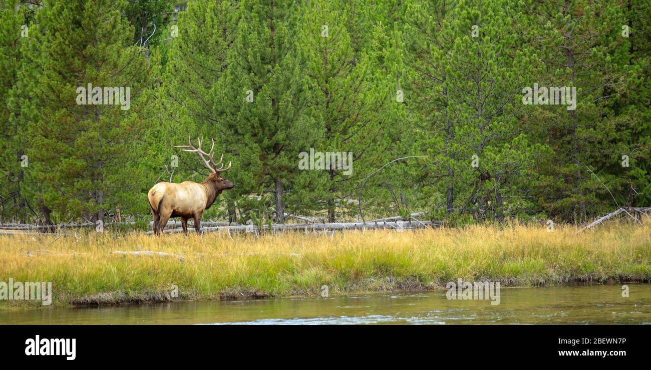 Bull alk da solo lungo un fiume nel Parco Nazionale di Yellowstone Foto Stock