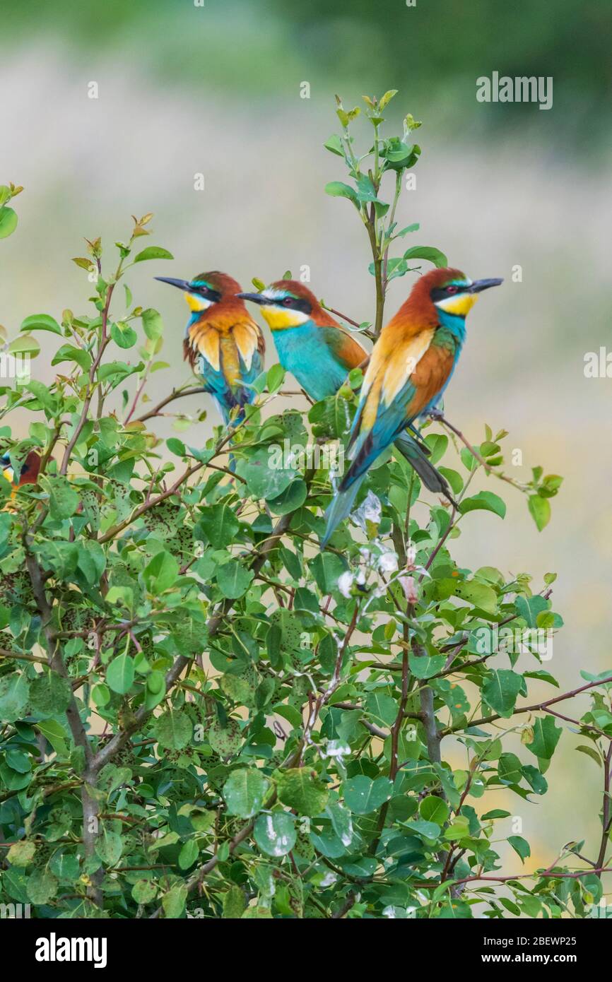 Tre apicoltori europei in cima a un cespuglio, la Bulgaria Foto Stock