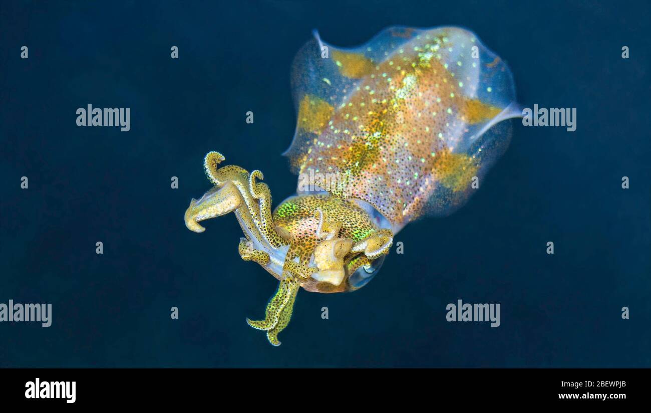 Calamari della barriera corallina dei Caraibi (Sepioteuthis sepioidea) solleva i suoi tentacoli come un avvertimento, Key Largo, Florida, Stati Uniti. Sono stato inchiostrato pochi secondi dopo. Foto Stock
