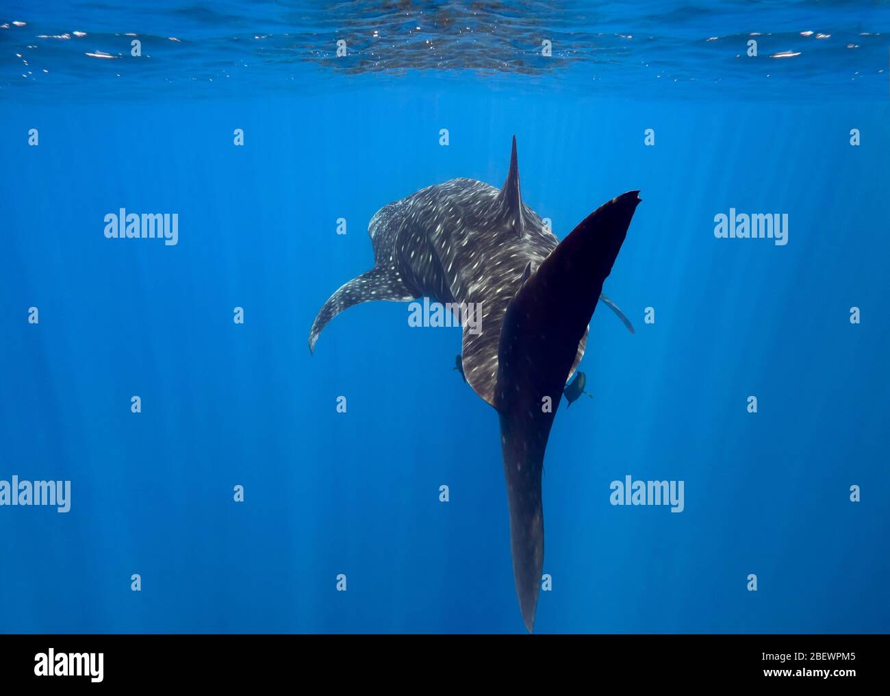 Vista da dietro di squalo balena (Rhincodon typus) nuoto in superficie nell'Oceano Pacifico orientale, Messico, colore Foto Stock