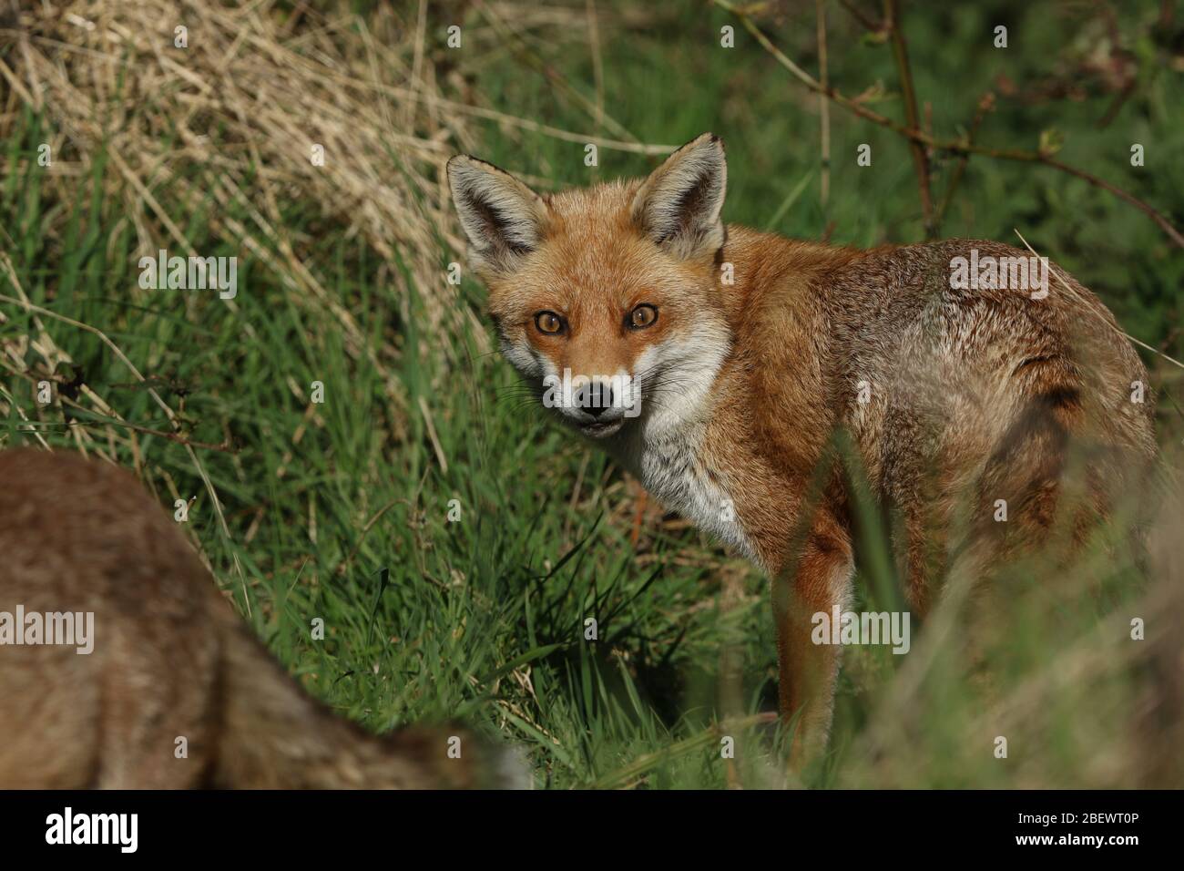Una magnifica volpe rossa selvaggia, vulpes, caccia in un campo in primavera. Foto Stock