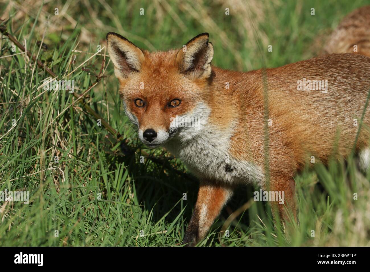 Una magnifica volpe rossa selvaggia, vulpes, caccia in un campo in primavera. Foto Stock