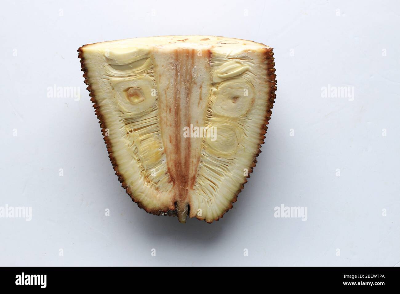 Mezzo taglio di jackfruit verde giovane, Artocarpus eterofillus isolato su sfondo bianco Foto Stock