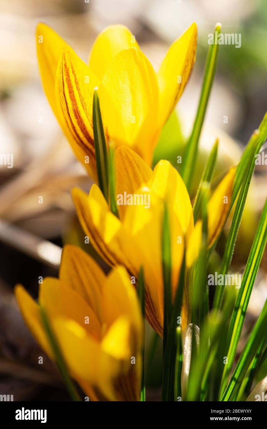 Primi fiori di croco giallo primavera. Fiori di zafferano fiore macro. Profondità di campo bassa Foto Stock