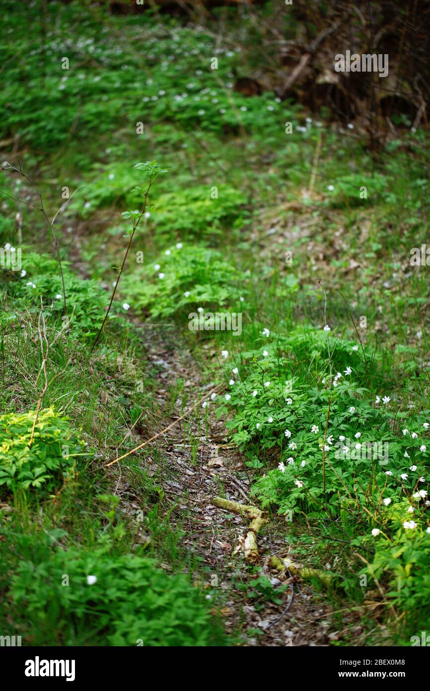 Foresta di primavera coperta di anemoni. Primi fiori bianchi primavera in crescita nella foresta selvatica. Foto Stock