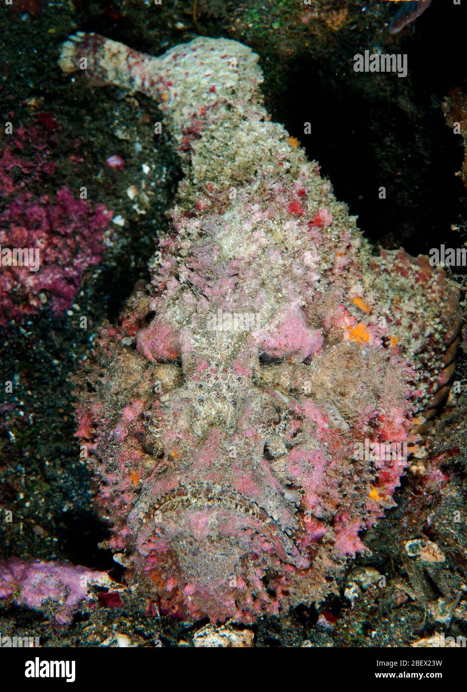 Stonefish, Synanceia verrucosa, Sulawesi Indonesia. Foto Stock