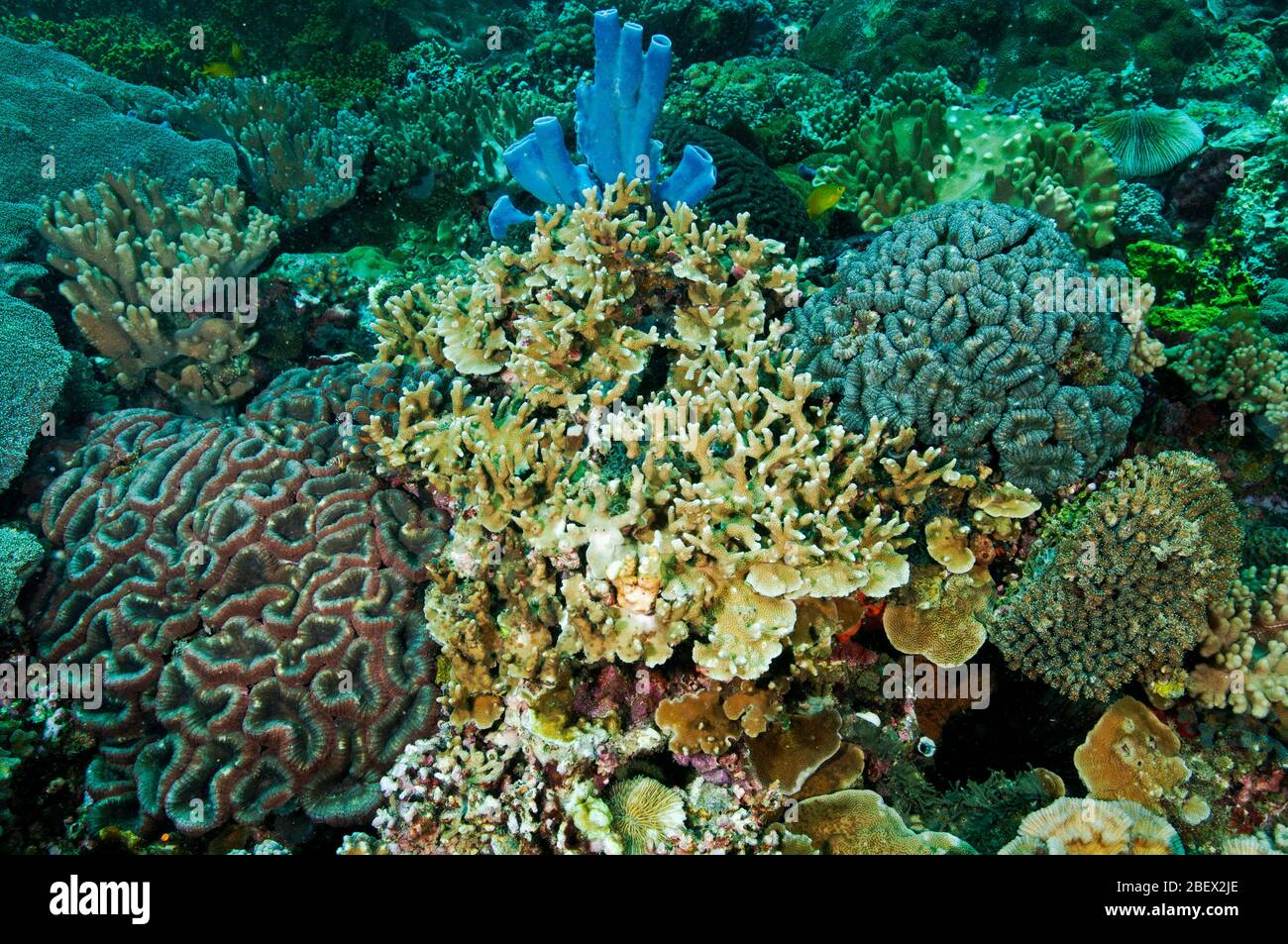 Scenica barriera corallina con coralli del cervello Sulawesi Indonesia Foto Stock