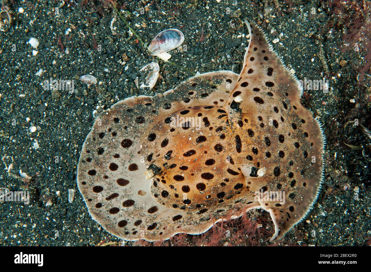 Sabbo mare fiancho, Euselenops luniceps, Sulawesi Indonesia. Foto Stock
