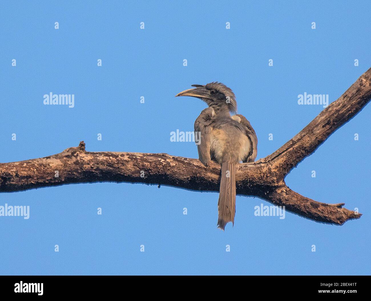 Un Hornbill grigio indiano al Parco Nazionale di Kanha, Madhya Pradesh, India Foto Stock