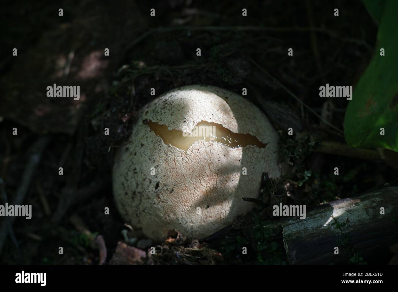 Phallus impudicus, noto come lo stinkhorn comune, la fase iniziale dell'uovo a volte chiamato l'uovo della strega Foto Stock