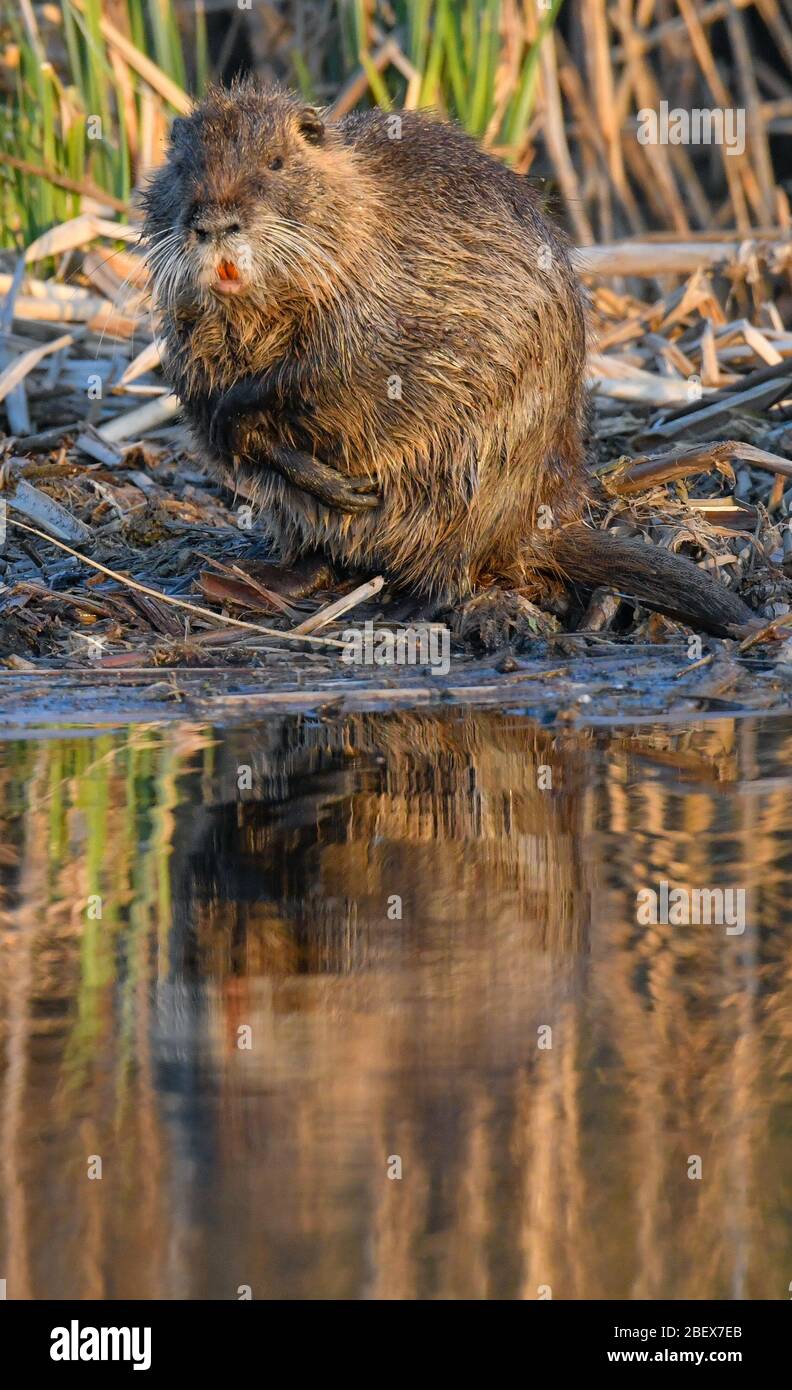 14 aprile 2020, Brandeburgo, Steinhöfel: Una nutria, chiamata anche ratto  castoro o castoro di palude, si sofferma nell'ultima luce del giorno sulla  riva di un piccolo lago. La nutria (Myocastor coypus) è