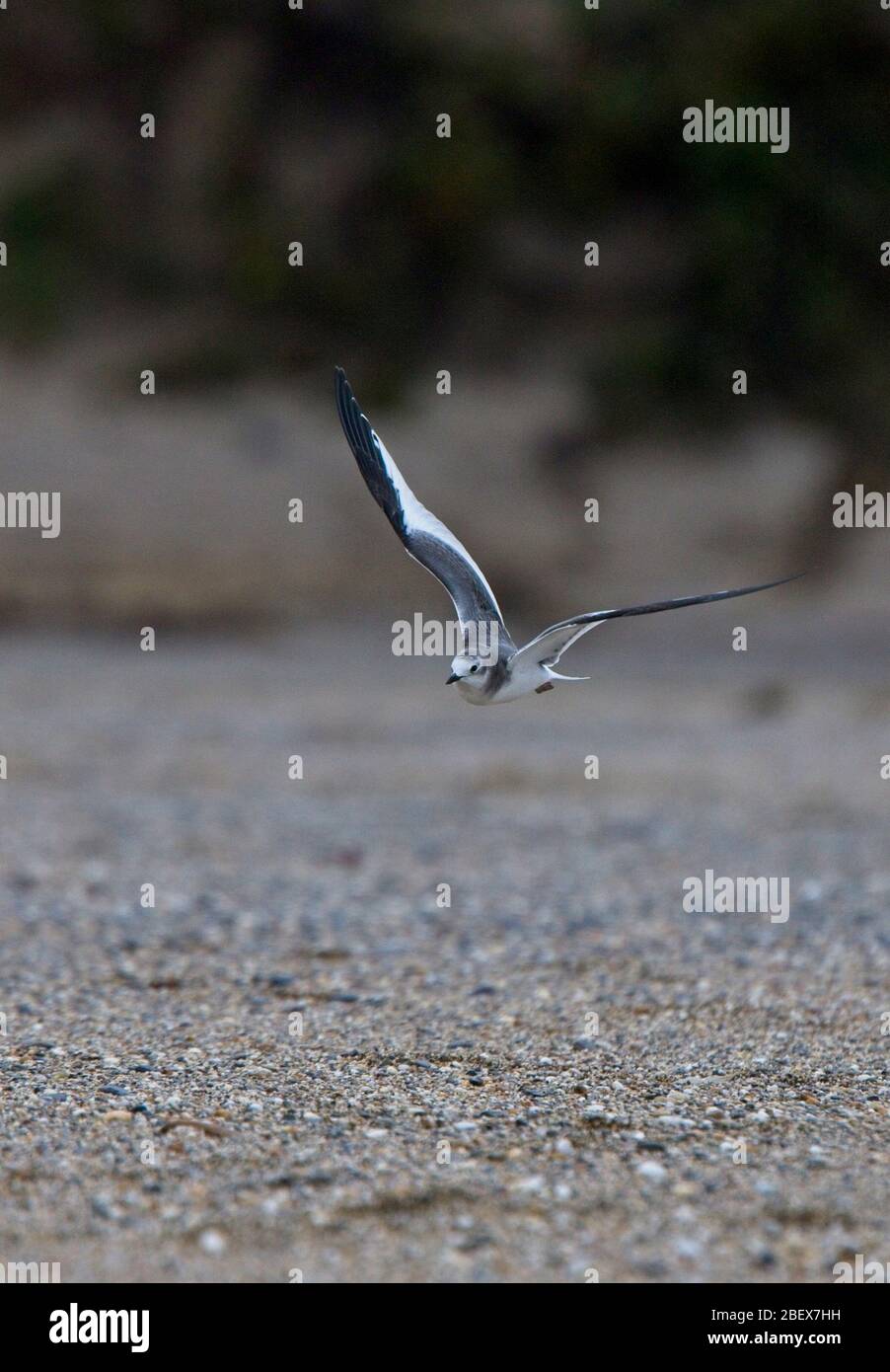 Gabbiano di Sabine (Larus sabini), giovane in volo, Marazio, Cornovaglia, Inghilterra, Regno Unito. Foto Stock