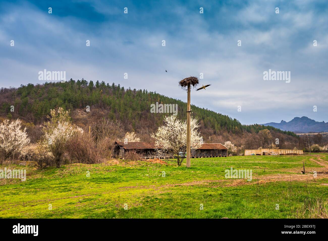 In primavera le cicogne stanno facendo i loro nidi sulla parte superiore del montante di alimentatore elettrico senza alcun fastidio Foto Stock