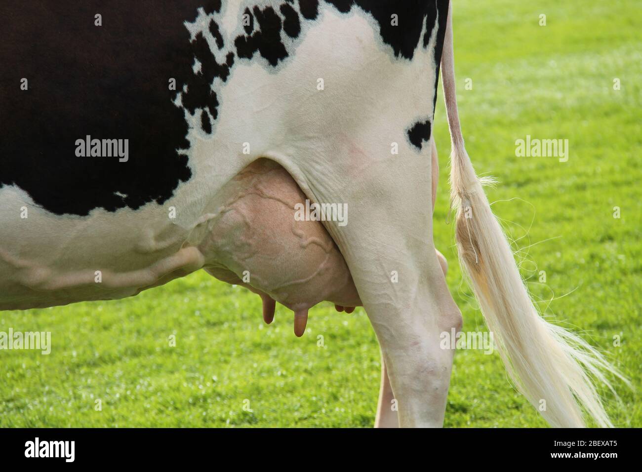 La mammella e coda di una mucca Holstein Farm. Foto Stock