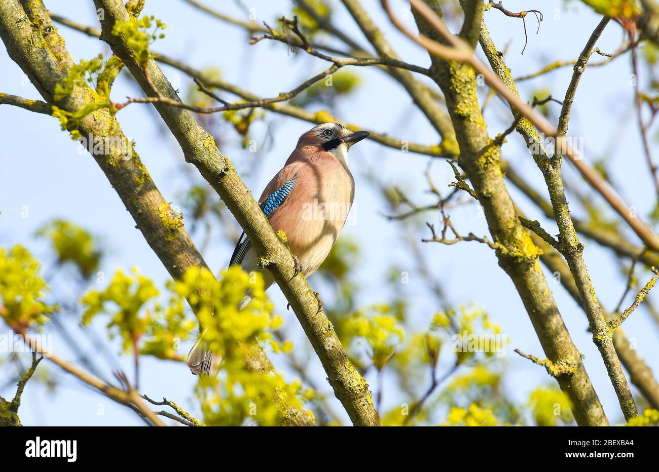 Brighton UK 16 aprile 2020 - UN Jay si aggancia in un albero mentre la fauna selvatica viene a vita presto al Queens Park a Brighton in caldo sole mentre le restrizioni di blocco continuano in tutto il Regno Unito durante la crisi pandemica di Coronavirus COVID-19 . Credit: Simon Dack / Alamy Live News Foto Stock