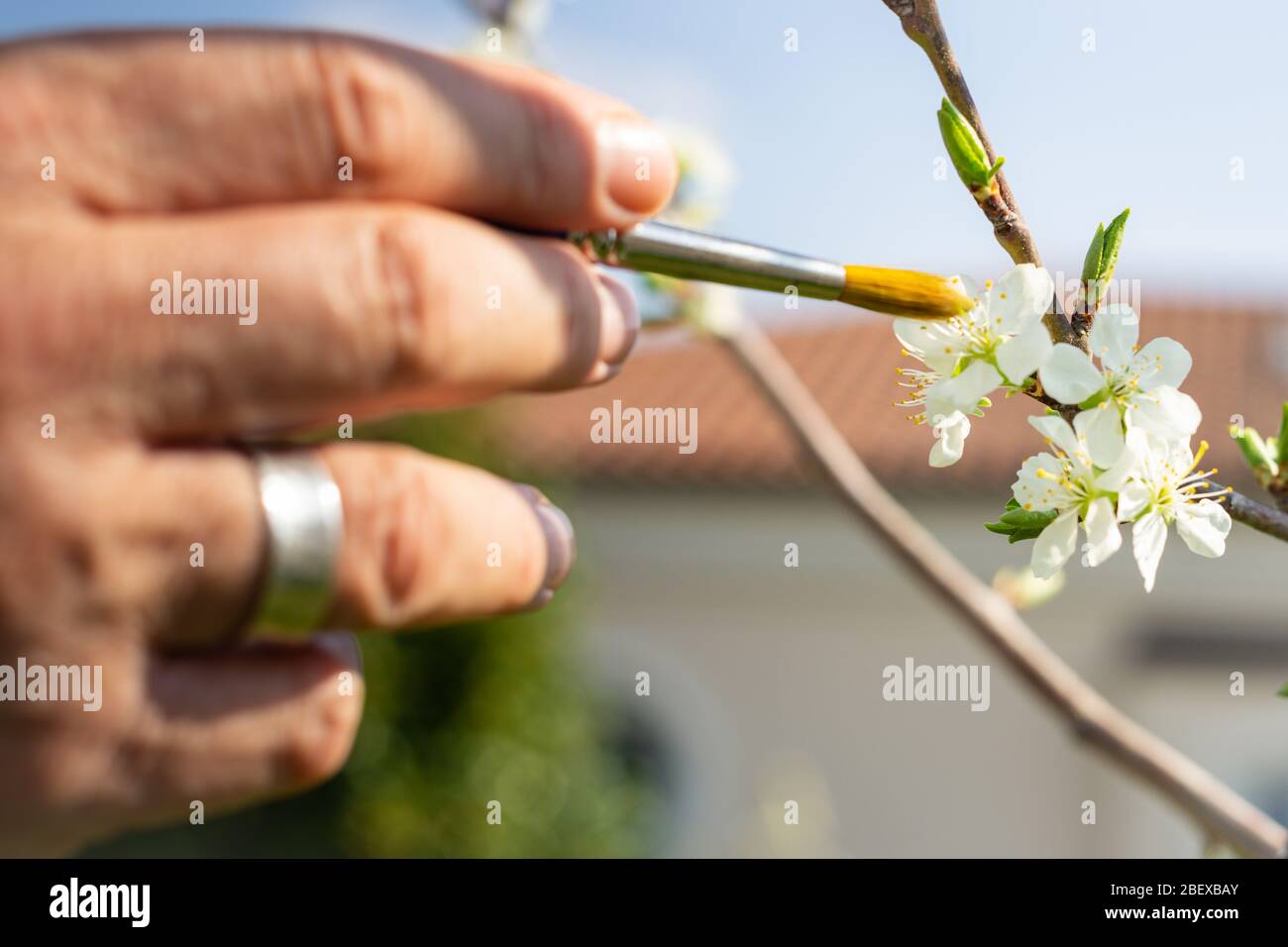 La mano di un giardiniere impollina artificialmente i fiori di frutta con un pennello dell'artista Foto Stock