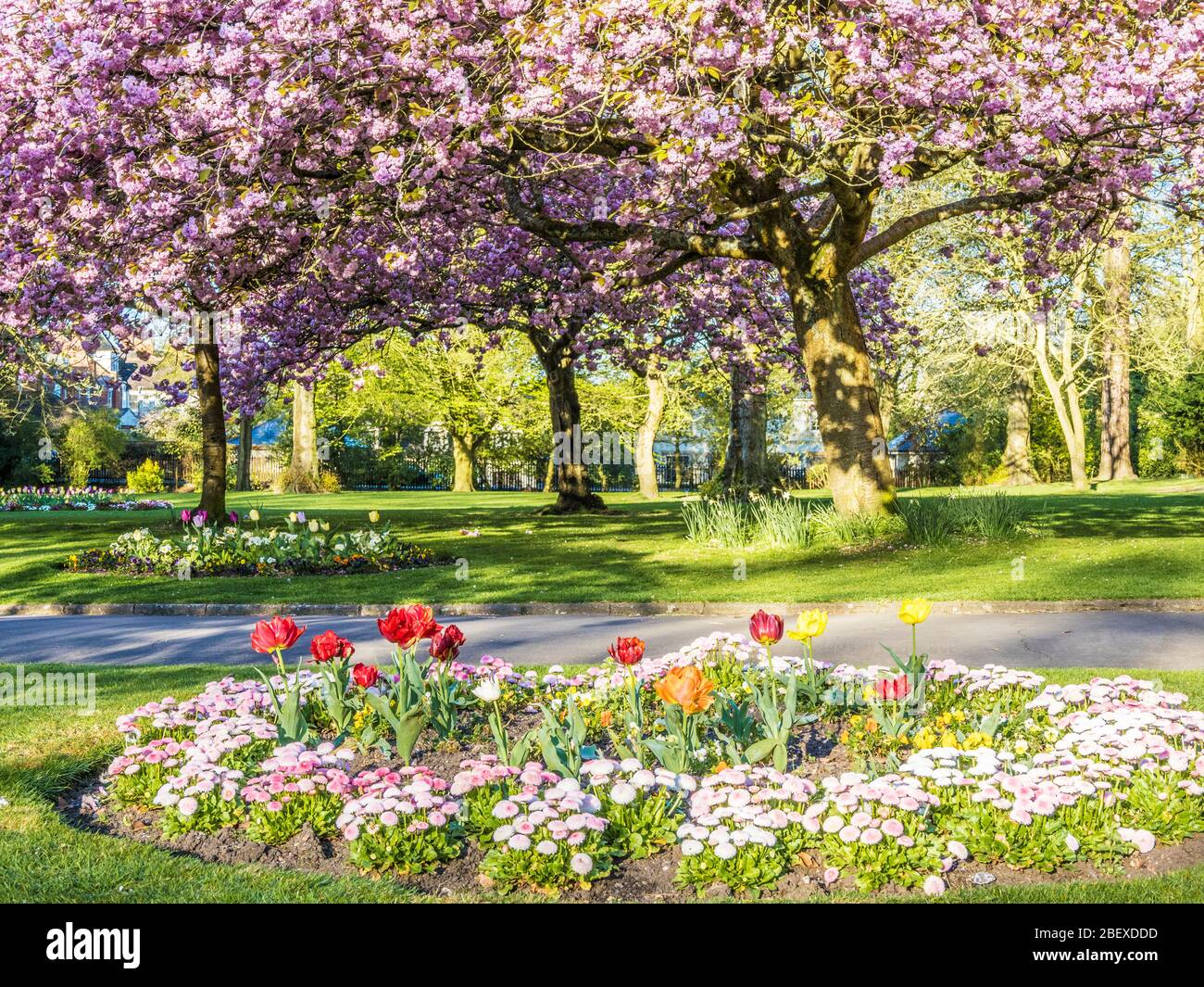 Un letto di tulipani e margherite Bellis rosa con ciliegi rosa fioriti sullo sfondo in un parco pubblico urbano in Inghilterra. Foto Stock