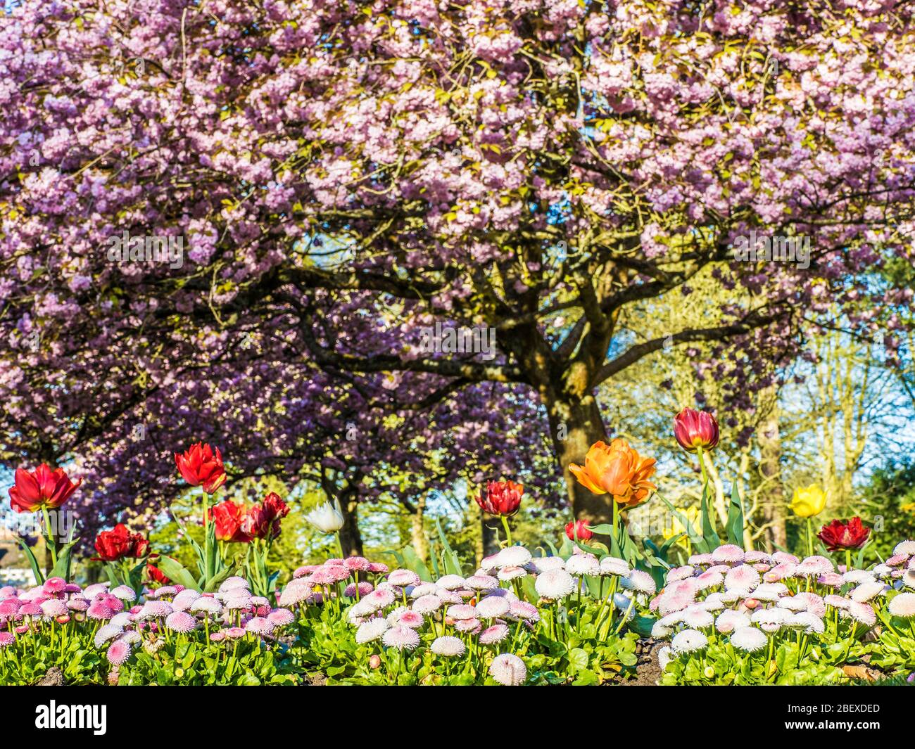 Un letto di tulipani e margherite Bellis rosa con ciliegi rosa fioriti sullo sfondo in un parco pubblico urbano in Inghilterra. Foto Stock